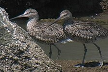 sandpiper 6.jpg